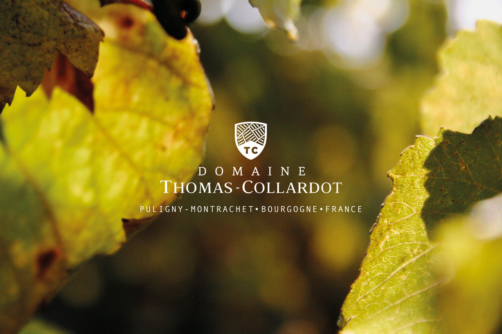 the-wines-domaine-thomas-collardot